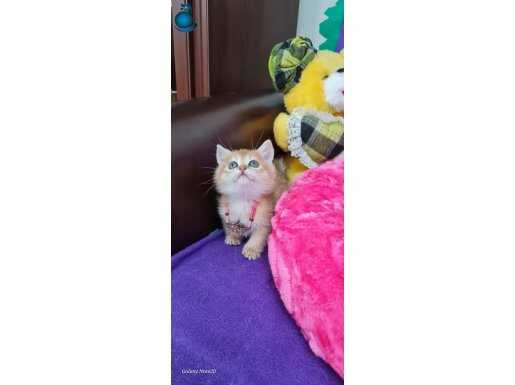 GOLDEN NY11 ORJİNAL SAFKAN KIZIL 