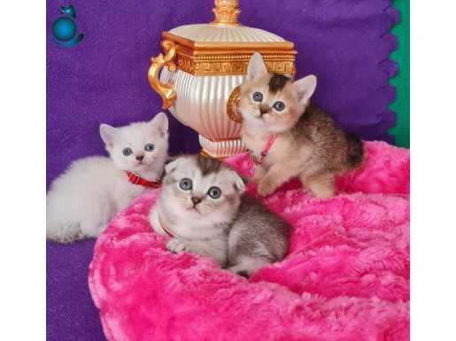 BİRBİRİNDEN GÜZEL YAVRULARIMIZ YENİ YUVALARINA GİTMEYE HAZIR