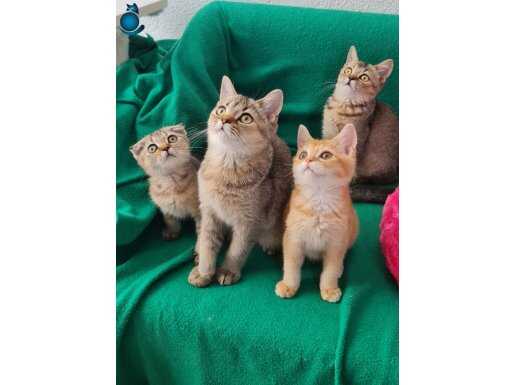 GOLDEN BRİTİSH SHORTHAİR YAVRULARIMIZ SİZLERİ BEKLİYOR 