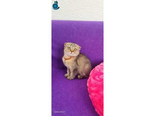 YUVARLAK GÖZLÜ TOPAÇ KAFA SHOWCLASS SCOTTİSH FOLD 