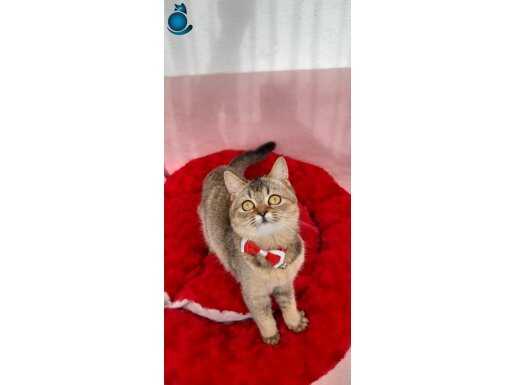 GOLDEN BRİTİSH SHORTHAİR DİŞİ YAVRUMUZ NY25 