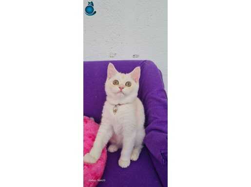 BAL KÖPÜK YUVARLAK GÖZLÜ TOPAÇ KAFA BRİTİSH SHORTHAİR 