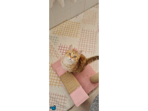 GOLDEN BRİTİSH SHORTHAİR NY25 