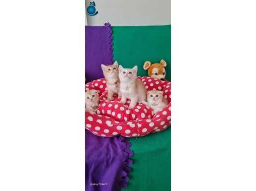 A+++ KALITE OYUNCU EVCİLMEN YAVRULARIMIZ SİZLERİ BEKLİYOR 