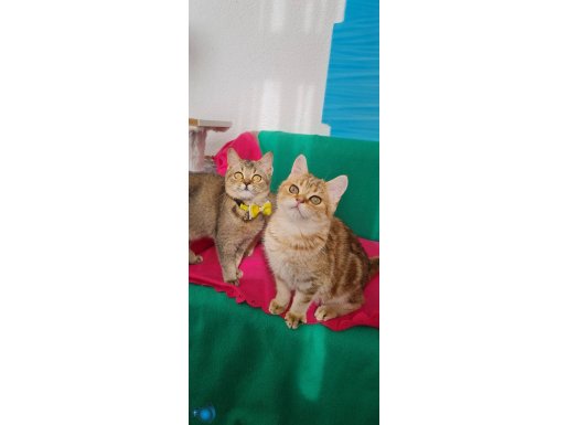 GOLDEN BRİTİSH SHORTHAİR 