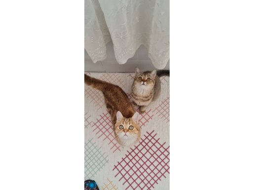 GOLDEN BRİTİSH SHORTHAİR YAVRULARIMIZ SİZLERİ BEKLİYOR 