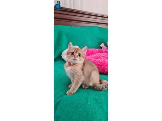 Golden British Shorthair 