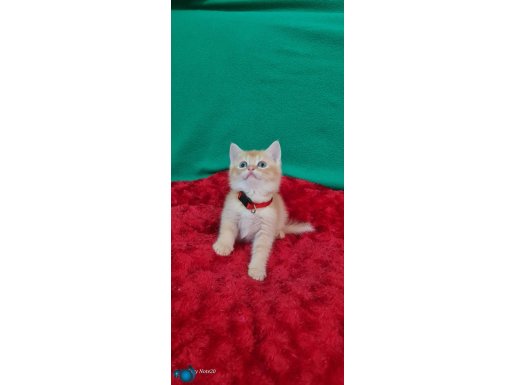 Golden British Shorthair 