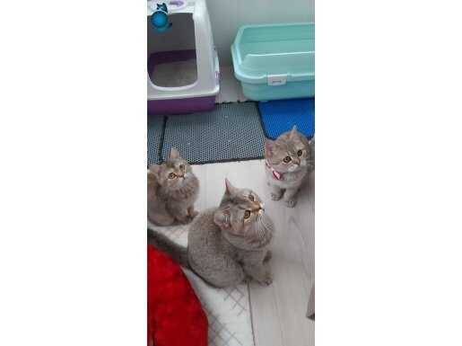 GOLDEN BRİTİSH SHORTHAİR YAVRULARIMIZ NY25 SİZLERİ BEKLİYOR