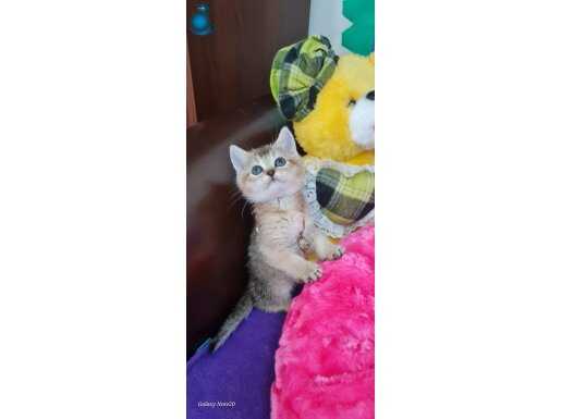EFSANE KALİTEDE OYUNCU EVCİLMEN GOLDEN BRİTİSH SHORTHAİR 