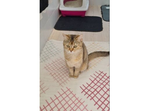 Bakışlarıyla Büyüleyen Safkan Golden British Shorthair Yavruları