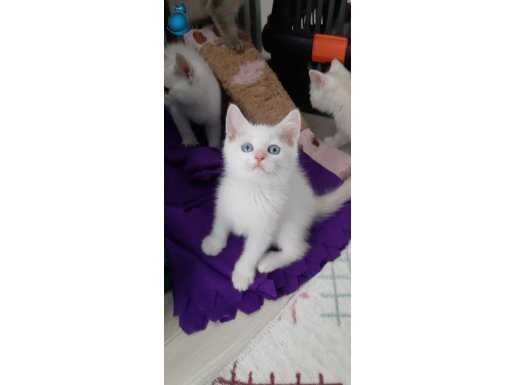 SHOWCLASS KALİTEDE REDPOİNT BRİTİSH SHORTHAİR 