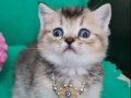 SHOWCLAS KALİTEDE TOPAÇ KAFA BRİTİSH SHORTHAİR YAVRUMUZ 