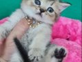 SHOWCLAS KALİTEDE TOPAÇ KAFA BRİTİSH SHORTHAİR YAVRUMUZ 
