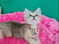 EFSANE KALİTEDE SHOWCLAS GOLDEN BRİTİSH SHORTHAİR 