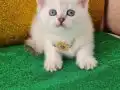 BLUEPOİNT BRİTİSH SHORTHAİR MAVİŞ GÖZLÜ BEBİŞ SİZLERİ BEKLYO