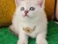 BLUEPOİNT BRİTİSH SHORTHAİR MAVİŞ GÖZLÜ BEBİŞ SİZLERİ BEKLYO