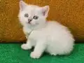 BLUEPOİNT BRİTİSH SHORTHAİR MAVİŞ GÖZLÜ BEBİŞ SİZLERİ BEKLYO