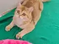 SHOWCLAS KALİTEDE GOLDEN BRİTİSH SHORTHAİR DİŞİ YAVRUMUZ 