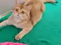SHOWCLAS KALİTEDE GOLDEN BRİTİSH SHORTHAİR DİŞİ YAVRUMUZ 