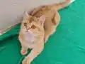 SHOWCLAS KALİTEDE GOLDEN BRİTİSH SHORTHAİR DİŞİ YAVRUMUZ 