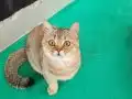 TOPAÇ KAFA ORJİNAL SAFKAN GOLDEN BRİTİSH SHORTHAİR DİŞİ 