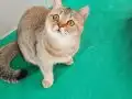 TOPAÇ KAFA ORJİNAL SAFKAN GOLDEN BRİTİSH SHORTHAİR DİŞİ 