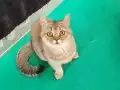 TOPAÇ KAFA ORJİNAL SAFKAN GOLDEN BRİTİSH SHORTHAİR DİŞİ 