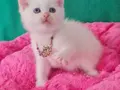 BRİTİSH SHORTHAİR REDPOİNT MAVİŞ GÖZLÜ 