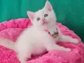 BRİTİSH SHORTHAİR REDPOİNT MAVİŞ GÖZLÜ 