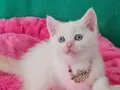 BRİTİSH SHORTHAİR REDPOİNT MAVİŞ GÖZLÜ 