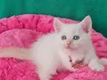 BRİTİSH SHORTHAİR REDPOİNT MAVİŞ GÖZLÜ 