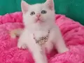 BRİTİSH SHORTHAİR REDPOİNT MAVİŞ GÖZLÜ 