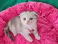 SCOTTİSH FOLD BICOLOR TOPAÇ KAFA YENİ YUVASINA GİTMEYE HAZIR