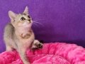 GOLDEN BRİTİSH SHORTHAİR YAVRUMUZ SİZLERİ BEKLİYOR 