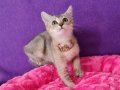 GOLDEN BRİTİSH SHORTHAİR YAVRUMUZ SİZLERİ BEKLİYOR 