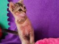 GOLDEN BRİTİSH SHORTHAİR YAVRUMUZ SİZLERİ BEKLİYOR 