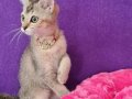 GOLDEN BRİTİSH SHORTHAİR YAVRUMUZ SİZLERİ BEKLİYOR 