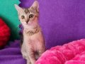 GOLDEN BRİTİSH SHORTHAİR YAVRUMUZ SİZLERİ BEKLİYOR 