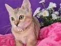 GOLDEN BRİTİSH SHORTHAİR 