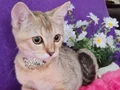GOLDEN BRİTİSH SHORTHAİR 