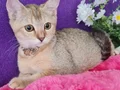 GOLDEN BRİTİSH SHORTHAİR 
