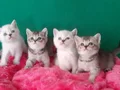BRİTİSH SHORTHAİR YAVRULARIMIZ YENİ YUVALARINA GİTMEYE HAZIR