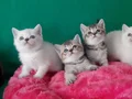 BRİTİSH SHORTHAİR YAVRULARIMIZ YENİ YUVALARINA GİTMEYE HAZIR