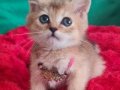 GOLDEN BRİTİSH SHORTHAİR YAVRUMUZ YENİ YUVASINA GİTMEYE HAZIR