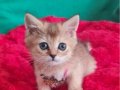 GOLDEN BRİTİSH SHORTHAİR YAVRUMUZ YENİ YUVASINA GİTMEYE HAZIR