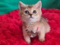 GOLDEN BRİTİSH SHORTHAİR YAVRUMUZ YENİ YUVASINA GİTMEYE HAZIR