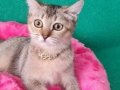 GOLDEN BRİTİSH SHORTHAİR YAVRUMUZ SİZLERİ BEKLİYOR DİŞİ 