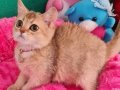 GOLDEN BRİTİSH SHORTHAİR NY12 YUVARLAK GÖZLÜ OYUNCU EVCİLMEN