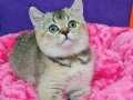 NY25 GOLDEN BRİTİSH SHORTHAİR 